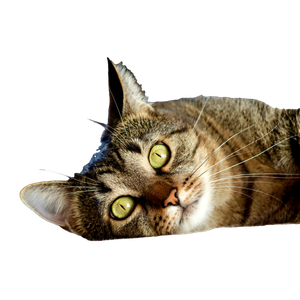 A Close Up Of A Tabby Cat Lying Down With Vivid Green Eyes. 18173 - Cat PNG image with transparent background